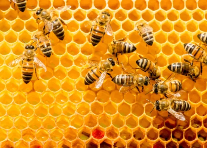 bees-750x536