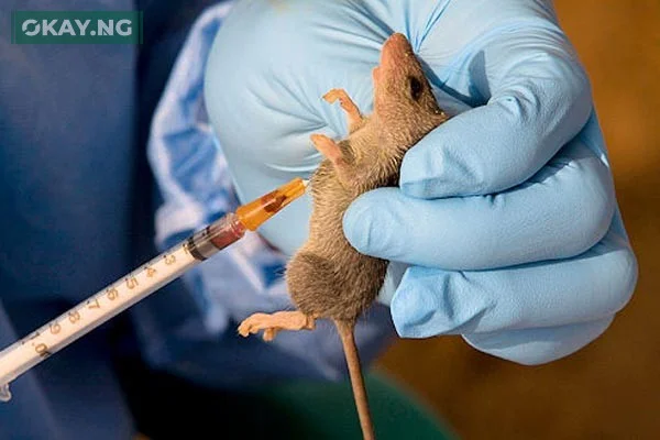 lassa-fever-okay-ng
